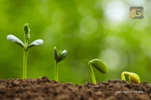 Increase by Consciousness of the Blessing