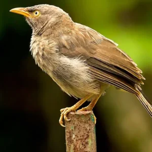 The Vain Babbler