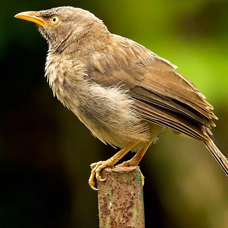 The Vain Babbler