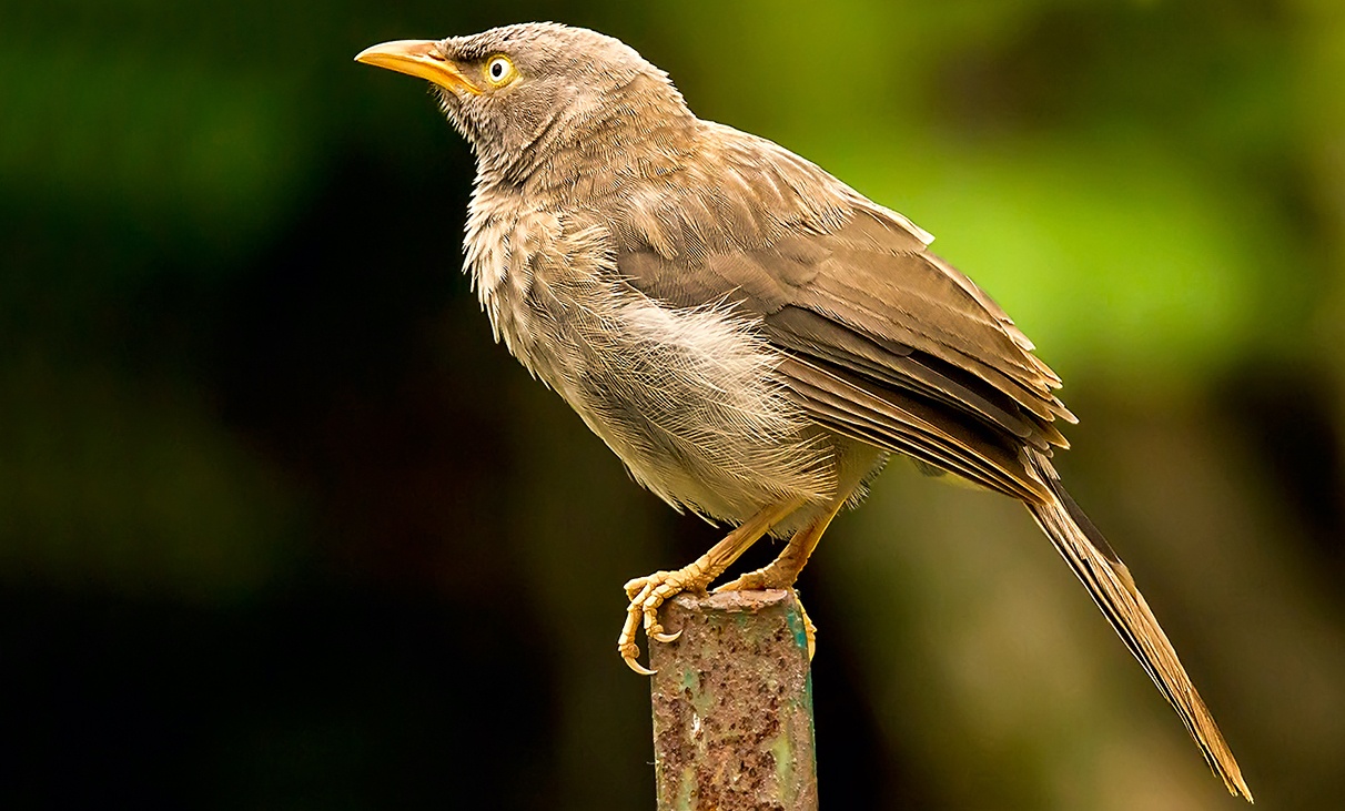 The Babbler