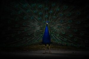 blue and black peacock
