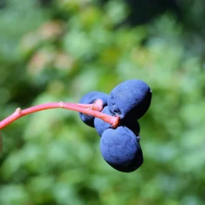 Fruitfulness in Music